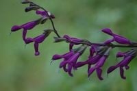 Connect Coaches Garden Tours Image -62b992dccbd3b